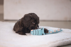 Beeztees Köpek Oyuncağı, Peluş, Turkuaz, 16x18x8,5cm - 2