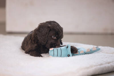 Beeztees Köpek Oyuncağı, Peluş, Turkuaz, 16x18x8,5cm - 2