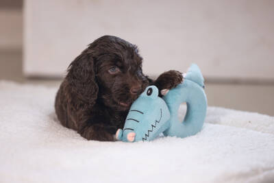 Beeztees Köpek Oyuncağı, Peluş, Turkuaz, 16x18x8,5cm - 3