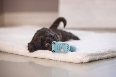 Beeztees Köpek Oyuncağı, Peluş, Turkuaz, 16x18x8,5cm - 5