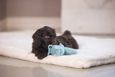 Beeztees Köpek Oyuncağı, Peluş, Turkuaz, 16x18x8,5cm - 4