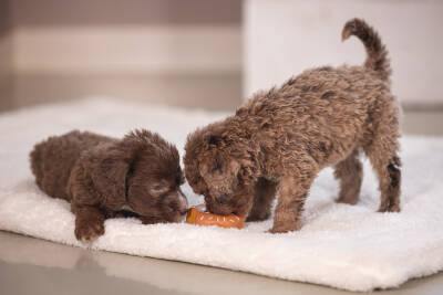 Beeztees Köpek Oyuncağı, Sesli, Donut, Lateks, Çeşitli Renklerde, 7x7x3cm - 3