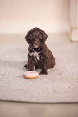 Beeztees Köpek Oyuncağı, Sesli, Donut, Lateks, Çeşitli Renklerde, 7x7x3cm - 4