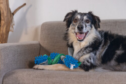 Beeztees Köpek Oyuncağı, Tut Getir, Peluş, Mavi-Yeşil, 37x7x7cm - 3