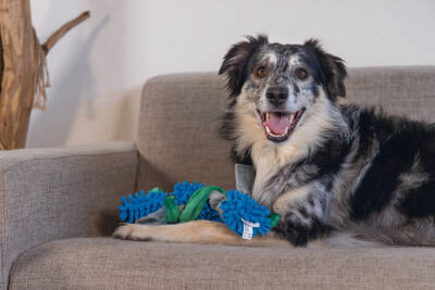 Beeztees Köpek Oyuncağı, Tut Getir, Peluş, Mavi-Yeşil, 37x7x7cm - 3