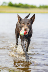 Beeztees Köpek Oyuncağı, Yüzen, İçi Su Dolabilen Toplar, Mavi/Kırmızı, 3 Adet, 6,2cm - 4