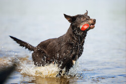 Beeztees Köpek Oyuncağı, Yüzen, İçi Su Dolabilen Toplar, Mavi/Kırmızı, 3 Adet, 6,2cm - 3