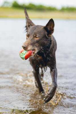 Beeztees Köpek Oyuncağı, Yüzen, İçi Su Dolabilen Toplar, Mavi/Kırmızı, 3 Adet, 6,2cm - 5