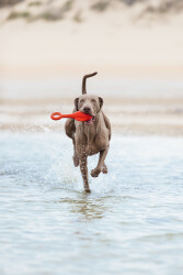 Beeztees Köpek Oyuncağı, Yüzen, Şamandıra, TPR, Kırmızı, 28x13x8cm - 4