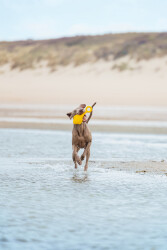 Beeztees Köpek Oyuncağı, Yüzen, Şamandıra, TPR, Sarı, 28x13x8cm - 2