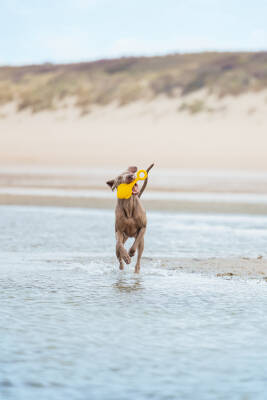 Beeztees Köpek Oyuncağı, Yüzen, Şamandıra, TPR, Sarı, 28x13x8cm - 2