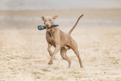 Beeztees Köpek Oyuncağı, Yüzen, Tenis Topu, Mavi/Sarı, 30x9,5x6,3cm - 5