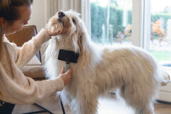 Beeztees Köpek Tarağı, Kolay Tarama, SM, Siyah Gri, 19cm, 19x12x4cm - 3