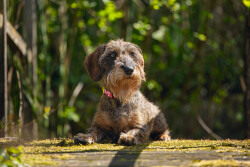 Beeztees Köpek Tasması, Pembe, 20-30cm, 10mm - 2