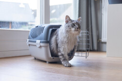 Beeztees Köpek veya Kedi Taşıma Kabı, 6Kg'ye kadar, Koyu Gri/Gri, 48x32x31cm - 2