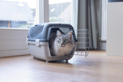 Beeztees Köpek veya Kedi Taşıma Kabı, 6Kg'ye kadar, Koyu Gri/Gri, 48x32x31cm - 3