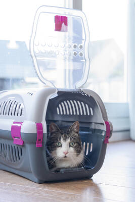 Beeztees Köpek veya Kedi Taşıma Kabı, Gri/Pembe, 51x34,5x33cm - 2