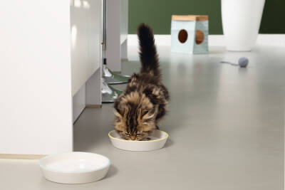 Beeztees Yavru Kedi Mama Su Kabı, Seramik, Gri Sarı, 17,5cmx3,5cm - 2