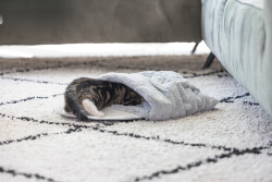 Beeztees Yavru Kedi Oyun Yatağı, Oyuncaklı, 50x40x15cm - 2