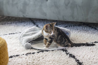 Beeztees Yavru Kedi Oyun Yatağı, Oyuncaklı, 50x40x15cm - 5