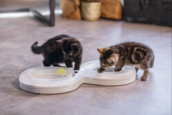 Beeztees Yavru Kedi Oyuncağı, 50x24x5,5cm - 5