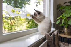 Beeztees Yavru Kedi Oyuncağı, Cama Tutturulabilir, 52x4x9cm - 3