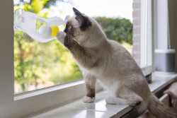 Beeztees Yavru Kedi Oyuncağı, Cama Tutturulabilir, 52x4x9cm - 4