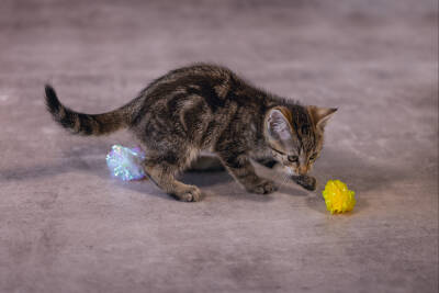 Beeztees Yavru Kedi Oyuncağı, Hışırtılı Top, 4 Adet, 5cm - 4