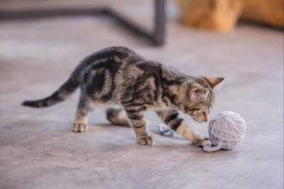 Beeztees Yavru Kedi Oyuncağı, Kuyruklu Yün Top, 6,5cm, 35cm kuyruk - 4