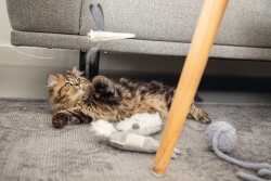 Beeztees Yavru Kedi Oyuncağı, Kuyruklu Yün Top, 6,5cm, 35cm kuyruk - 5