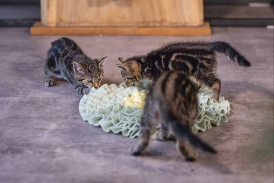 Beeztees Yavru Kedi Oyuncağı, Ödül Saklama, 38x38x3cm - 3