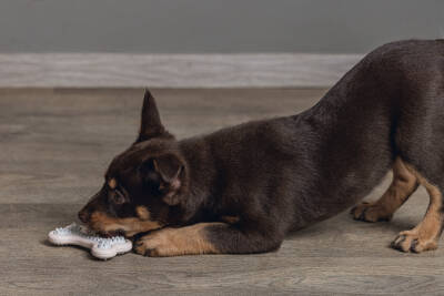 Beeztees Yavru Köpek Diş Oyuncağı, İçi Dolu Halka, Kauçuk, Pembe, 10cm - 4