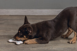 Beeztees Yavru Köpek Diş Oyuncağı, İçi Dolu Halka, Kauçuk, Pembe, 10cm - 4