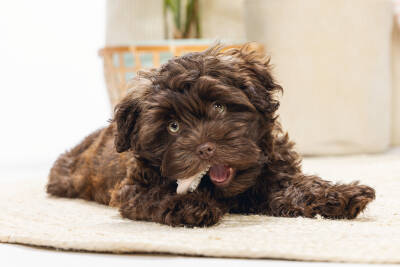 Beeztees Yavru Köpek Diş Oyuncağı, İçi Dolu Halka, Kauçuk, Pembe, 10cm - 3