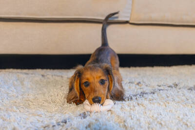 Beeztees Yavru Köpek Diş Oyuncağı, İçi Dolu Halka, Kauçuk, Pembe, 8cm - 2