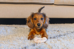 Beeztees Yavru Köpek Diş Oyuncağı, İçi Dolu Halka, Kauçuk, Pembe, 8cm - 3