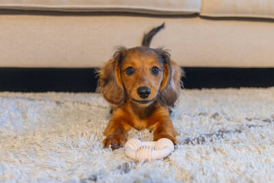 Beeztees Yavru Köpek Diş Oyuncağı, İçi Dolu Halka, Kauçuk, Pembe, 8cm - 3