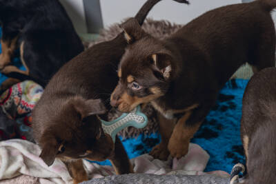 Beeztees Yavru Köpek Diş Oyuncağı, İçi Dolu Halka, Kauçuk, Yeşil, 10cm - 4