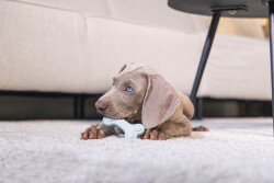 Beeztees Yavru Köpek Diş Oyuncağı, İçi Dolu Halka, Kauçuk, Yeşil, 10cm - 3