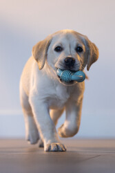 Beeztees Yavru Köpek Diş Oyuncağı, İçi Dolu Halka, Kauçuk, Yeşil, 8cm - 4