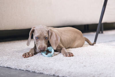 Beeztees Yavru Köpek Diş Oyuncağı, İçi Dolu Halka, Kauçuk, Yeşil, 8cm - 5