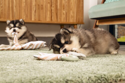 Beeztees Yavru Köpek Diş Oyuncağı, İçi Dolu Halka ve Kumaş, Kauçuk, Yeşil, 8,5cm - 3