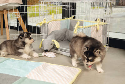 Beeztees Yavru Köpek Diş Oyuncağı, İçi Dolu Halka ve Kumaş, Kauçuk, Yeşil, 8,5cm - 4