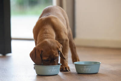 Beeztees Yavru Köpek Mama Su Kabı, Paslanmaz Çelik, Kaymaz Taban, Turkuaz, 13cm, 470ml - 3