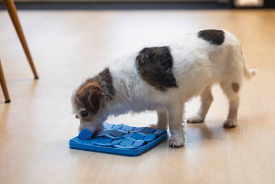 Beeztees Yavru Köpek Mama Yeme Oyuncağı, Kare Şeklinde, Silikon, Mavi, 20x20cm - 2