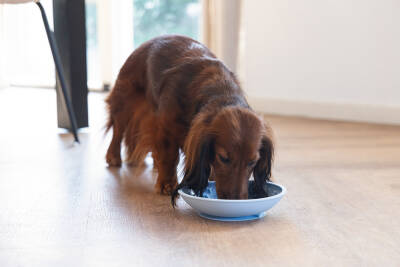 Beeztees Yavru Köpek Mama Yeme Oyuncağı, Silikon, Açık Mavi, 19cm - 2