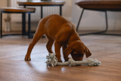 Beeztees Yavru Köpek Oyuncağı, Çift Düğümlü Diş İpi, Peluş, Mavi, 30x6x4,5cm - 2