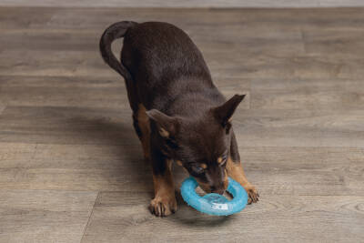 Beeztees Yavru Köpek Oyuncağı, Diş Kaşıma için Soğutulabilir, TPR, Mavi, 10x10x2,3cm - 5