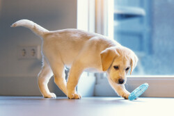 Beeztees Yavru Köpek Oyuncağı, Diş Kaşıma için Soğutulabilir, TPR, Mavi, 10x10x2,3cm - 2