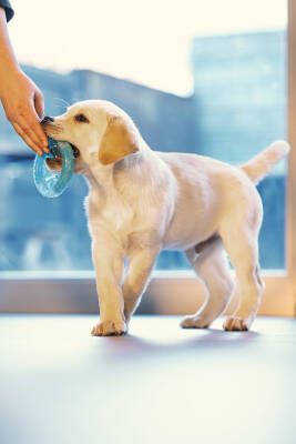 Beeztees Yavru Köpek Oyuncağı, Diş Kaşıma için Soğutulabilir, TPR, Mavi, 10x10x2,3cm - 3